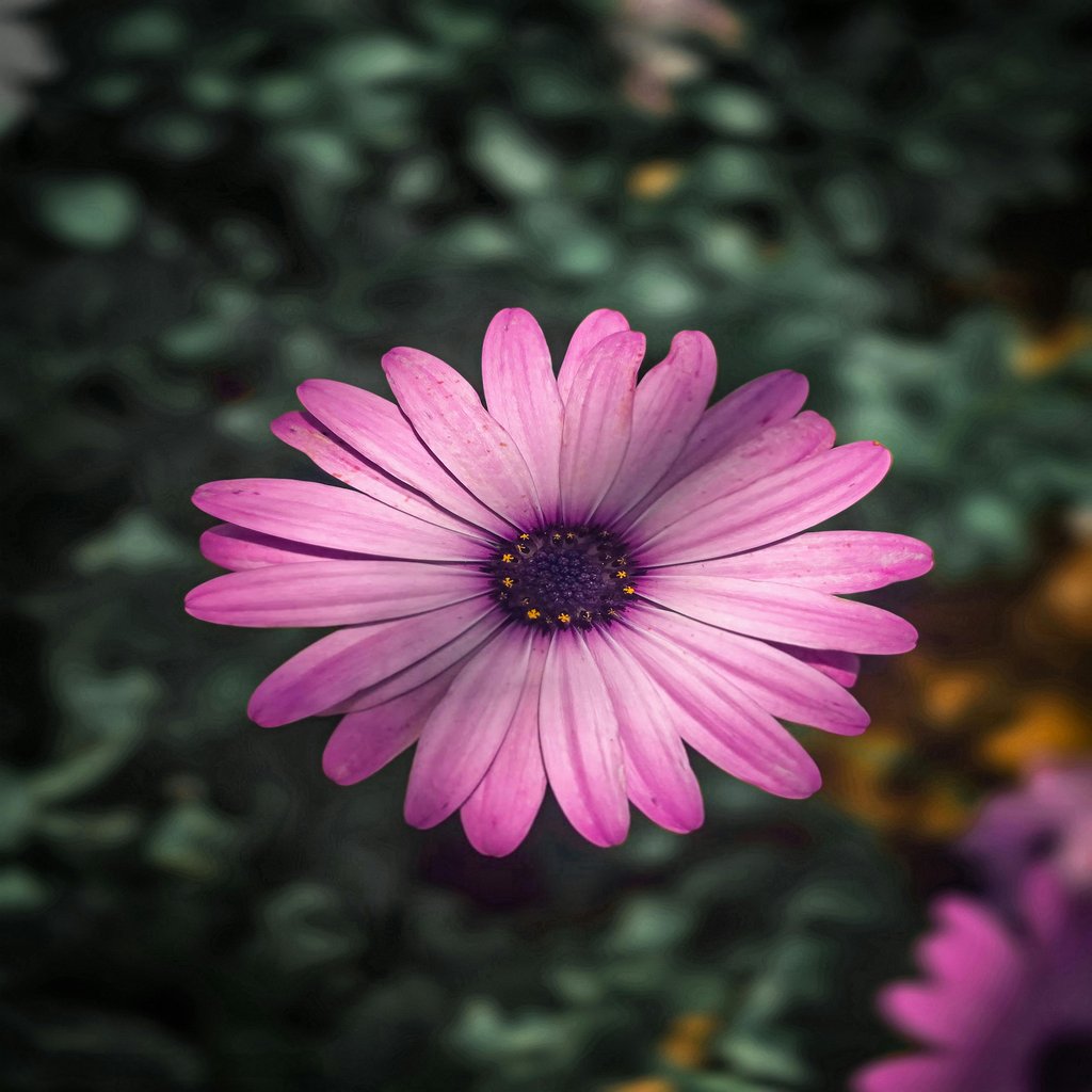 Samsung Galaxy S24 Ultra - Image 2